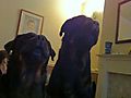 photo thumbnail Rottweilers Rosie & Dave