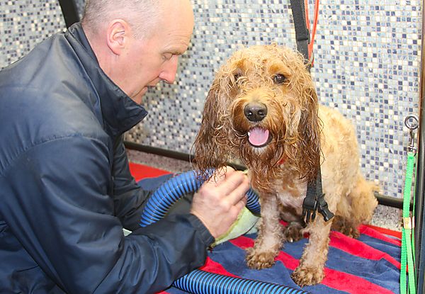 Cockapoo being shaved