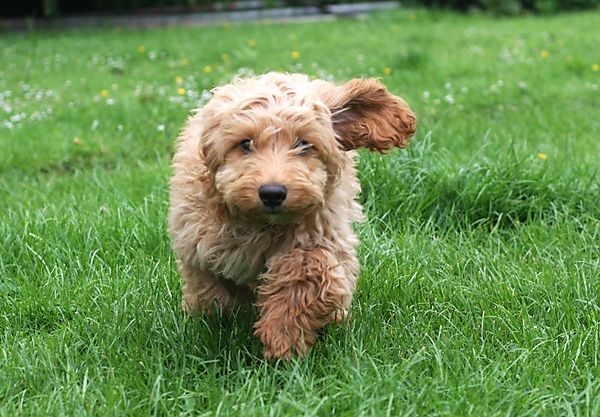 Ziggy the Cockapoo - 4 months old