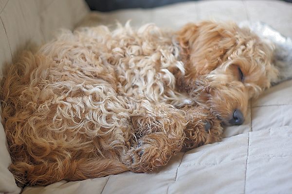 A dog has to sleep sometimes