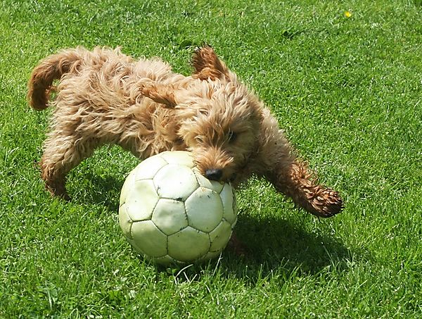 Cockapoo playing football