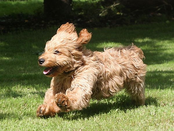 Cockapoo enjoying Life