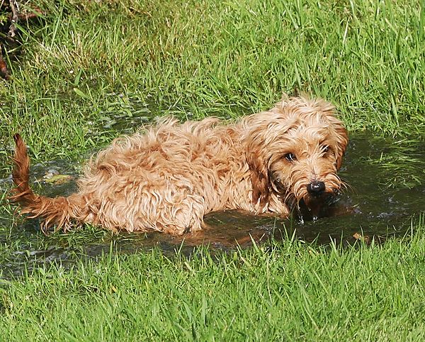 Cockapoo wallows