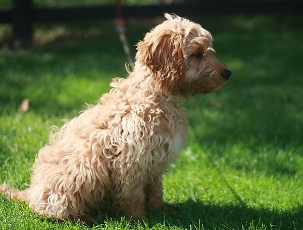 Adorable Cockapoo Ziggy