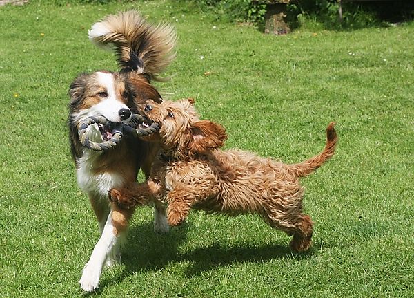 Dogs Playing together
