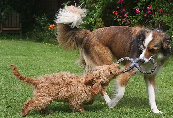 Having a game of Tug