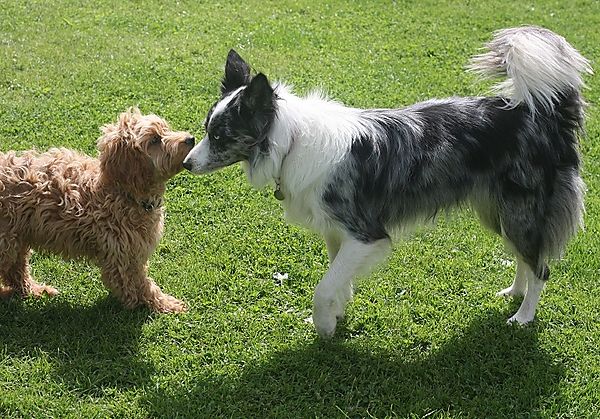 Coakapoo and Collie dog
