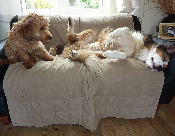 Dogs on  the sofa