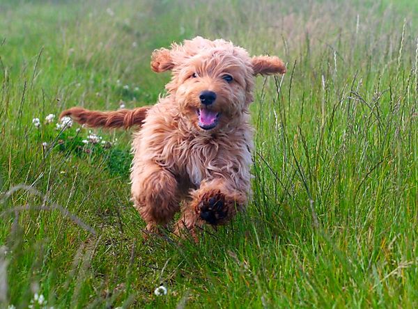 Ziggy - obeying the Come command