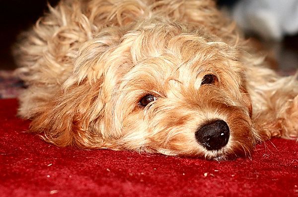 Cockapoo Puppy Ziggy