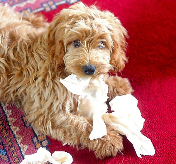 The next Andrex Puppy - Ziggy the Cockapoo
