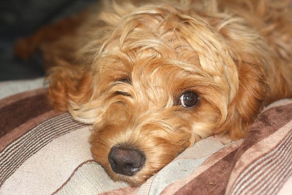 Cockapoo Puppy, Ziggy