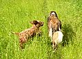 photo thumbnail Ziggy the cockapoo walking with Woody the Collie