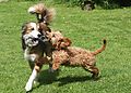 photo thumbnail Dogs Playing together