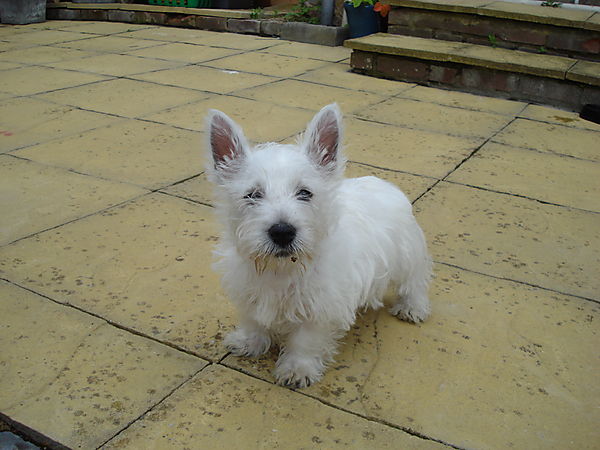 West Highland White Terrier