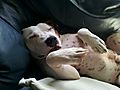 photo thumbnail Staffordshire Bull Terrier Hercules