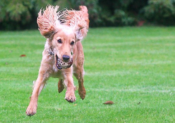 These ears are like wings