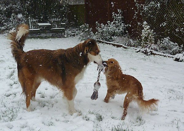 Collie and Cockapoo friends