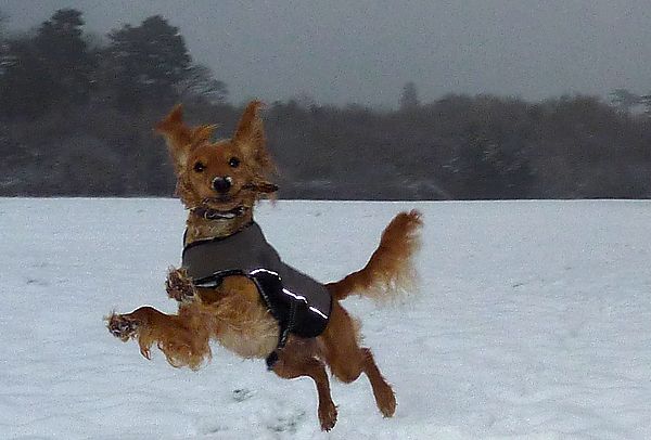 Marley bouncing through the snow