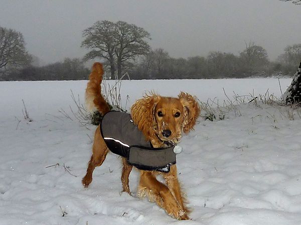 Cockapoo loving the snow
