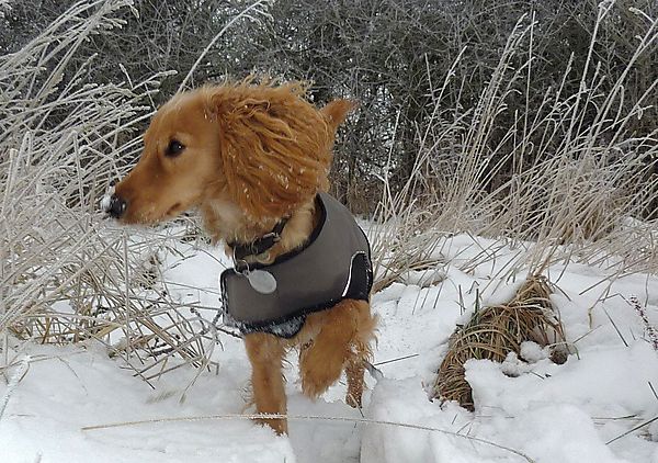 Winter Walks with Marley