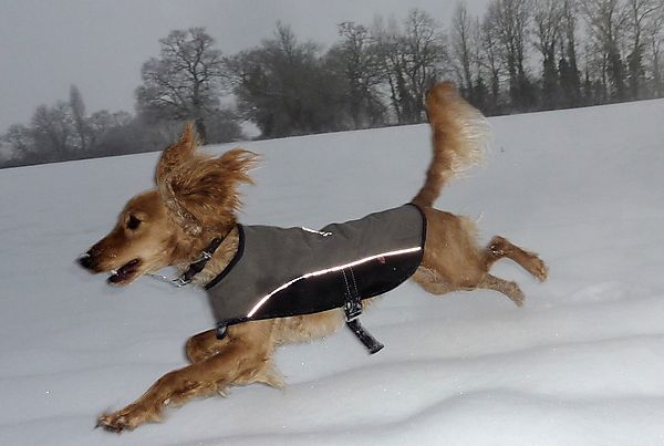 Running along in the Snow