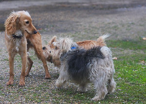 Checking out the new boy on the block
