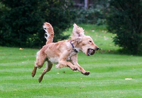 Marley the bouncing Cockapoo