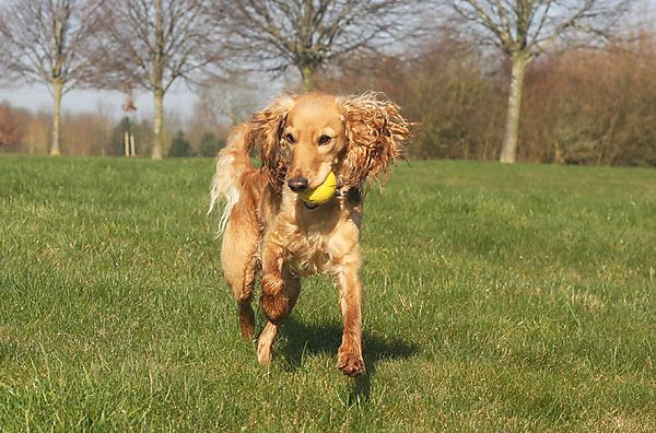 Cockapoo loves to play