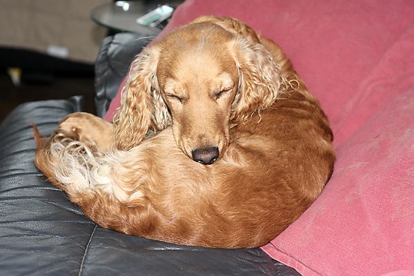 Snooze time for Marley