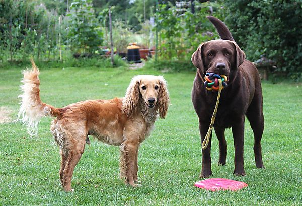 Marley and Mabel