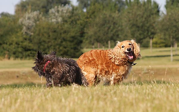 Marley playing with Bonnie