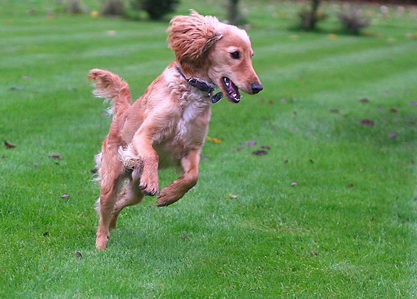 Marley, jumping with joy