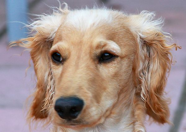 Portrait of Marley the Cockapoo