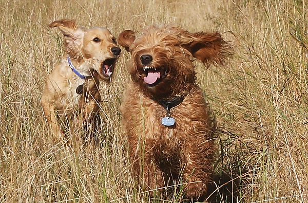 Two Cockapoos playing chase