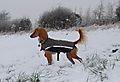 photo thumbnail Cockapoo Marley in the Snow