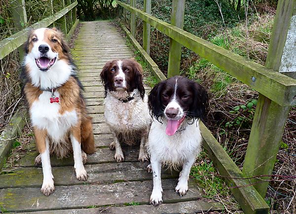 Woody, Monty and Molly