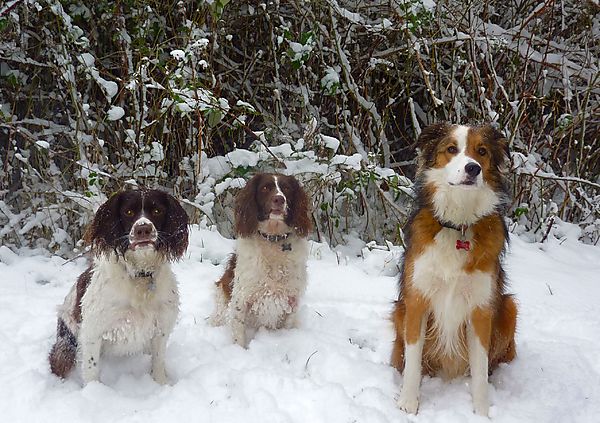 Snowy walks with the dogs