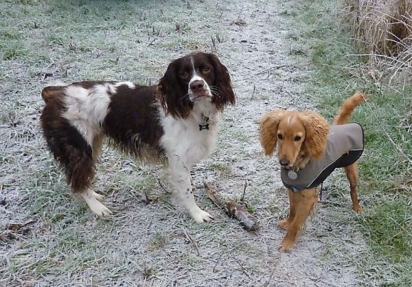 Spaniel and Cockapoo