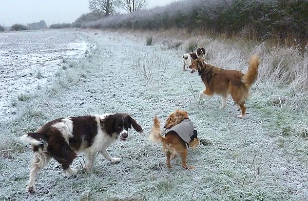 Dog Walking in the frost