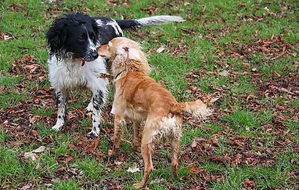 Dogs meeting and greeting