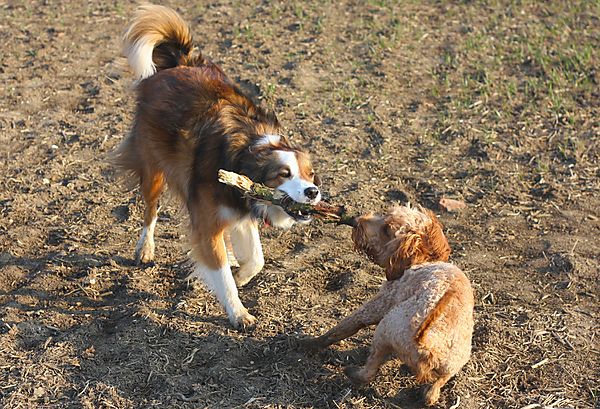 Stick - tug of war