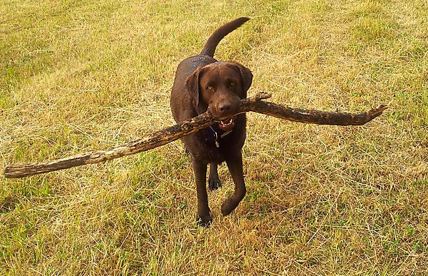 The bigger the stick the better
