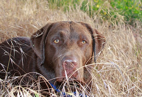 Having a rest in the fields