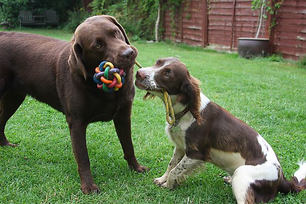 A game of Tug