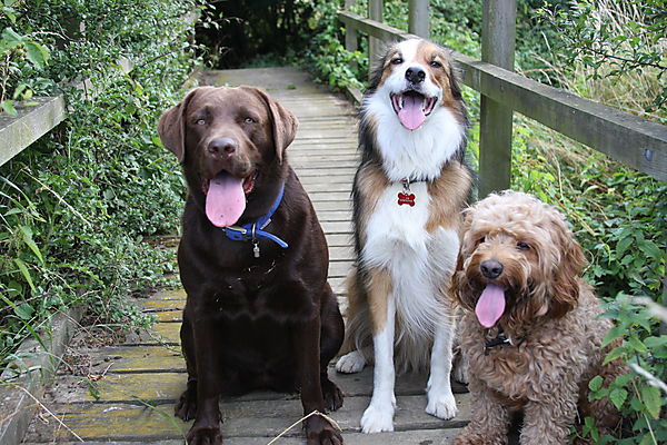 Waiting for a treat on goody bridge