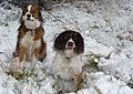 photo thumbnail Snow Dogs