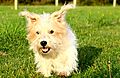 photo thumbnail Billy the Terrier