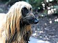 photo thumbnail Portrait of Afghan Hound