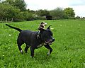 photo thumbnail Staffordshire Bull Terrier